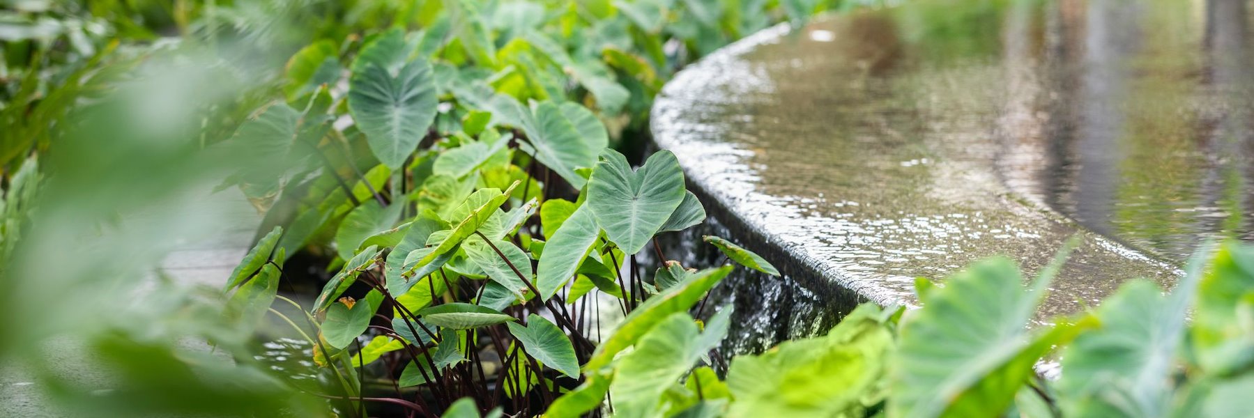 Sustainability at HNLWS-Waikiki Collection Group